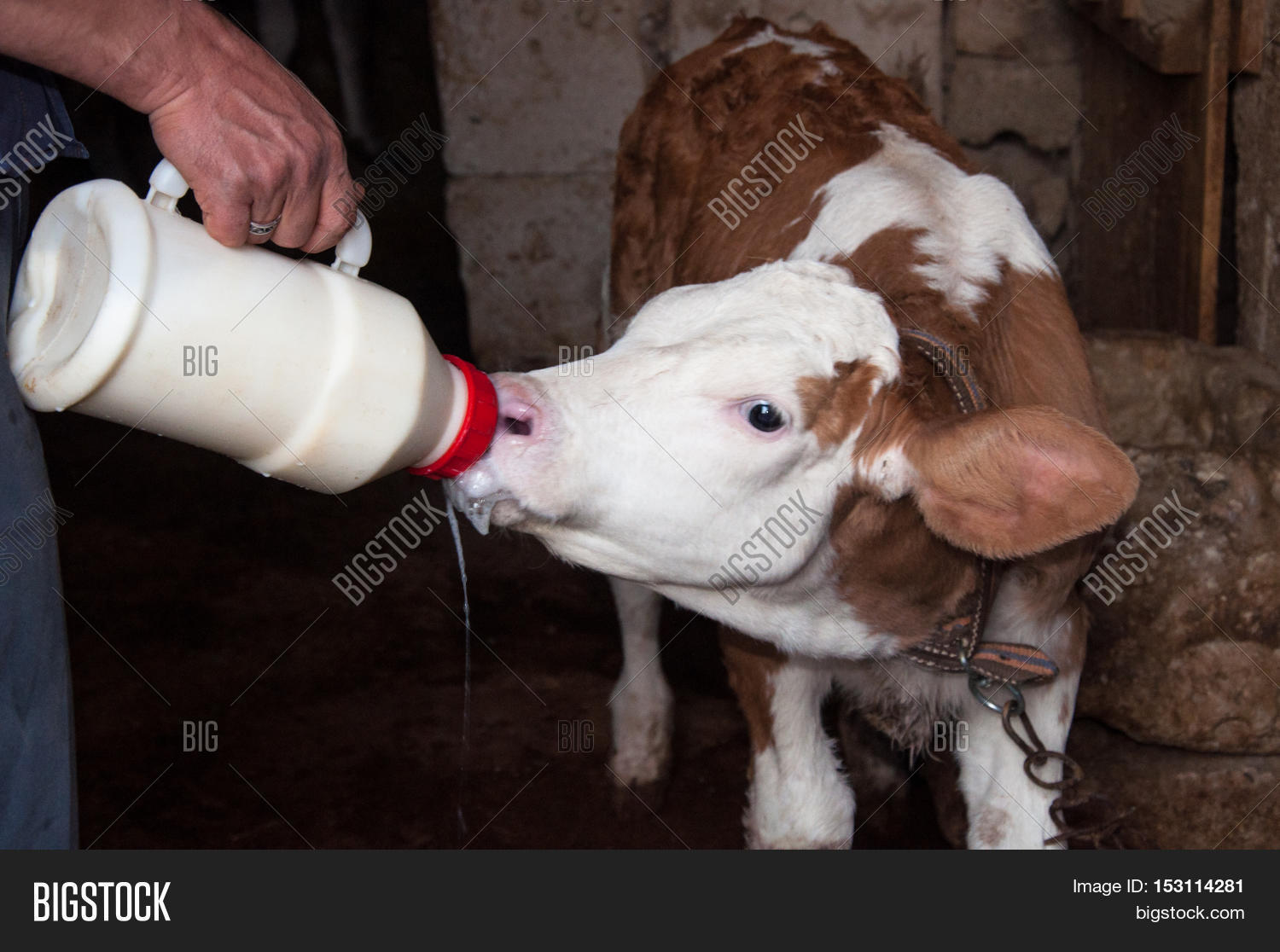 Cow Calf Sucking Milk Image & Photo (Free Trial) Bigstock