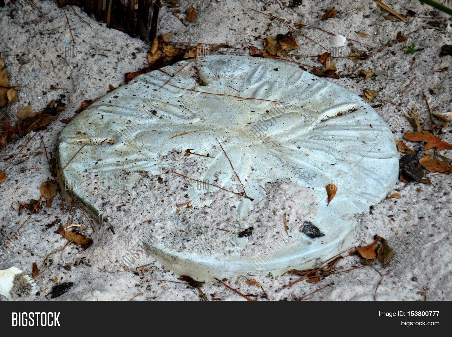 Sand Dollar Stepping Image & Photo (Free Trial) | Bigstock