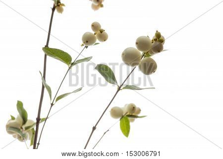 Sprig of field flowers with fruits. Spring flowering. Shallow depth of field.