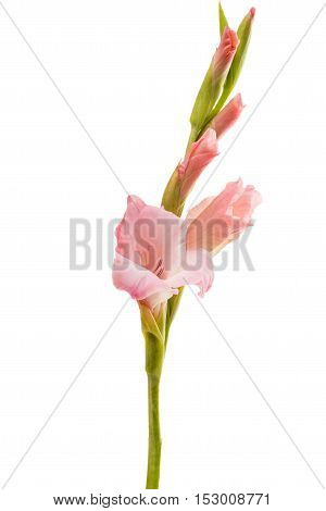 pink gladiolus flower on a white background