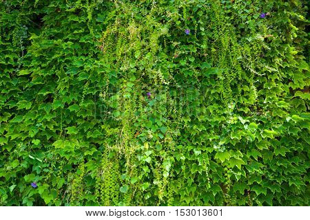 Green wall