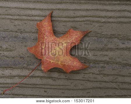Red maple leaf on brown boards with stem on diagonal from lower left corner