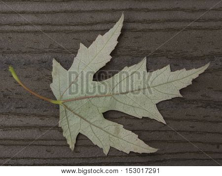 Back side of maple leaf on brown boards with stem on the left