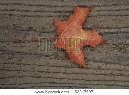Single red maple leaf on brown boards with stem on the left center