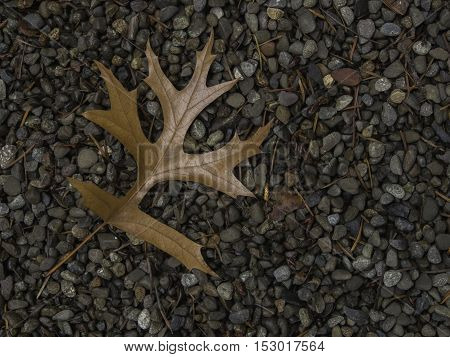 Single brown oak leaf on left side of frame on bed of gravel