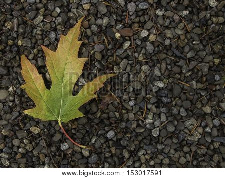 Single green red and yellow maple leaf curving on left side of frame on a bed of gravel