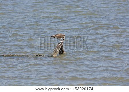 Osprey Eating a Fish in the Laguna Atascosa Wildlife Refuge in Texas