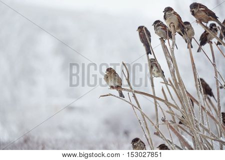 Sparrows sitting in bush in winter park. Frosty weather. Urban fauna.