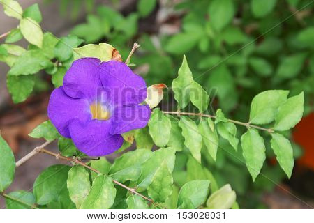 Close up flower purple Thunbergia erecta (Benth.) Anderson ACANTHACEAE Bush Clock Vine