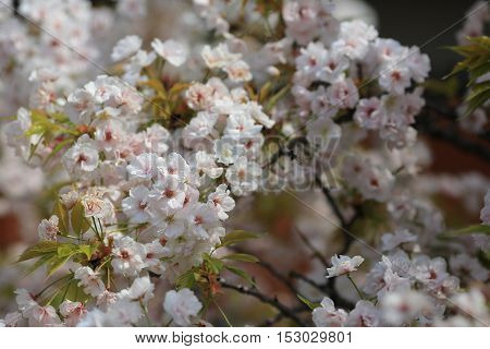 Cherry Blossom In Spring, Osaka