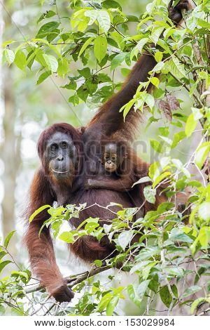 Mother & baby orang-utan in their native habitat. Rainforest of Borneo.