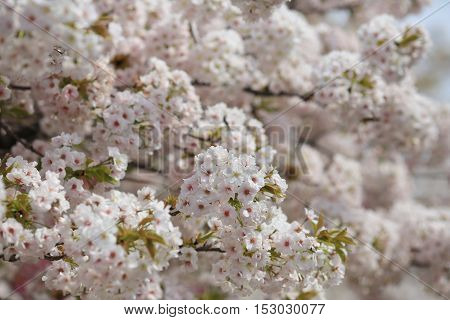 Cherry Blossom In Spring, Osaka