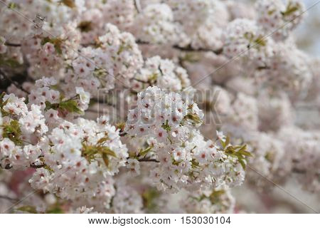 Cherry Blossom In Spring, Osaka