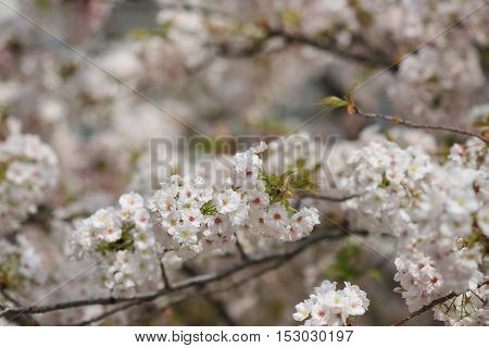 the Cherry blossom in spring at Osaka