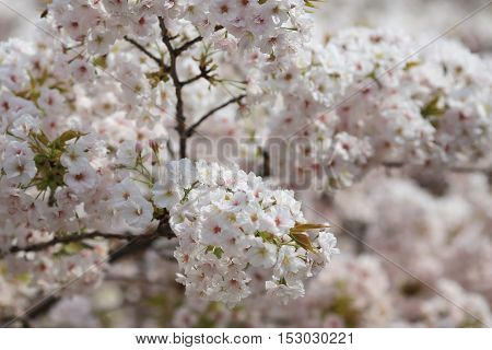the Cherry blossom in spring at Osaka