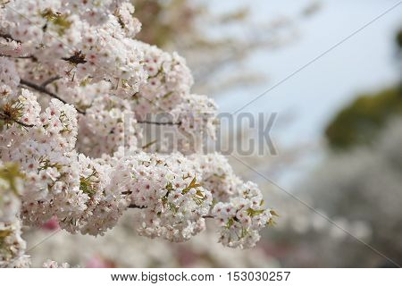 the Cherry blossom in spring at Osaka