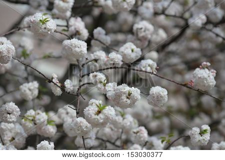 Cherry Blossom In Spring, Osaka