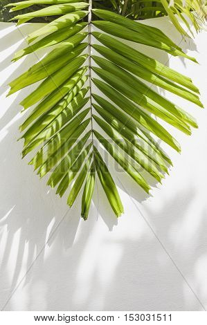 Leaves of palm tree on wall white background.