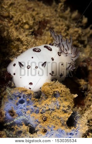 Nudibranch (jounna Funebris) Sea Slug