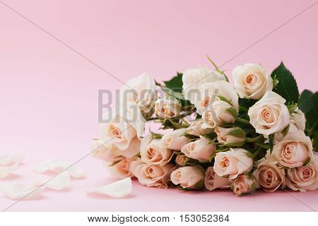 Rose flower on pastel pink background. Beautiful greeting card. Copy space for text.