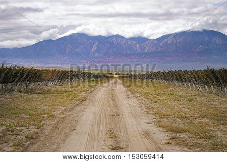 Beautiful mountain scenery while the grapes are riping in the sun