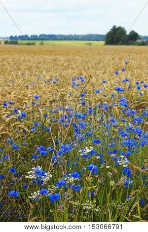 Cornflower cereals at the forefront of the field, in the middle of the summer.