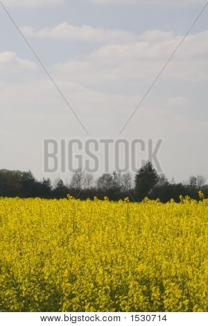 Paesaggio