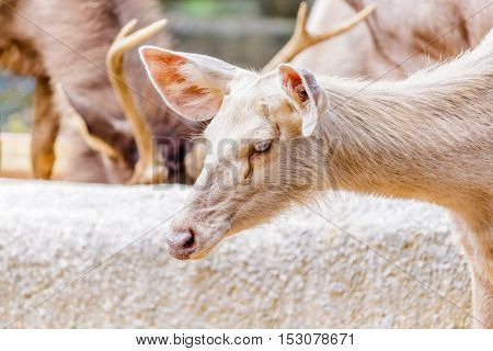 Cute crying deer  in evergreen forest with lovely look