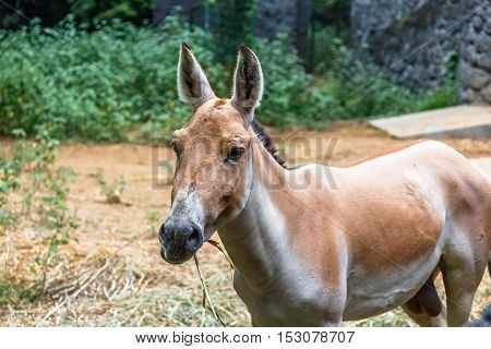 A cute wild brown and white forest ass