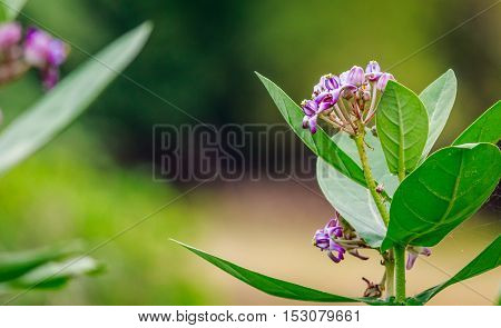 Lovely violet flower with pleasant green leaves