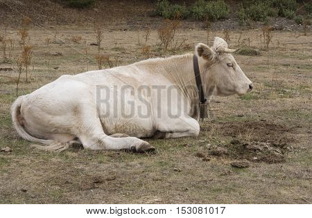 Cow lying in Nature Park Tejera Negra. Guadalajara. Spain