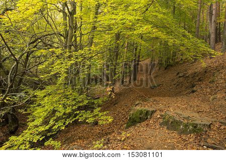 Tejera Negra Beech Forest Nature Park. Guadalajara Spain