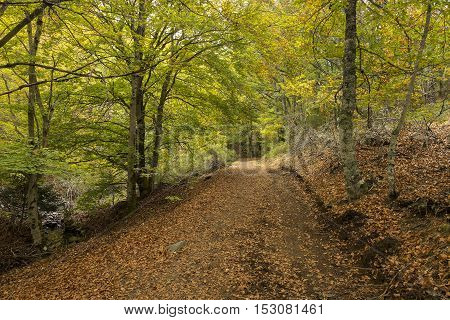 Tejera Negra Beech Forest Nature Park. Guadalajara Spain