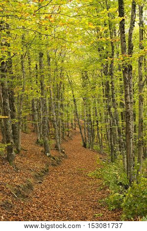 Tejera Negra Beech Forest Nature Park. Guadalajara Spain