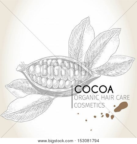 Vector set of hair care ingredients. Organic hand drawn elements. Cocoa bean. Use for cosmetic package shop store products spa salon wellnes program procedure skin hair care