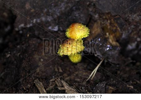 Young yellow pholiota fungi (Pholiota flammans) on old wood.