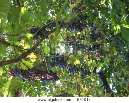 Uvas