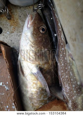 Fish Caught In Tongass Narrows Near Ketchikan, Alaska.