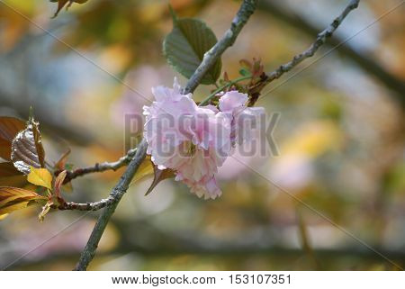Sakura cherry blossom in Washington DC flowering.