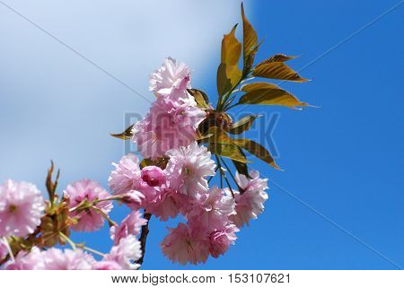 Flowering pink cherry blossom flowering against a blue sky.