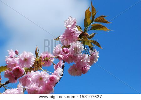 Blue sky with flowering cherry blossom trees.