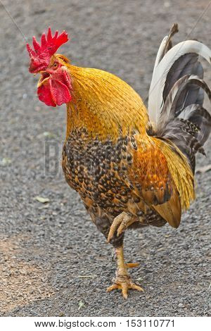 A Golden Cockerel Singing In The Farm