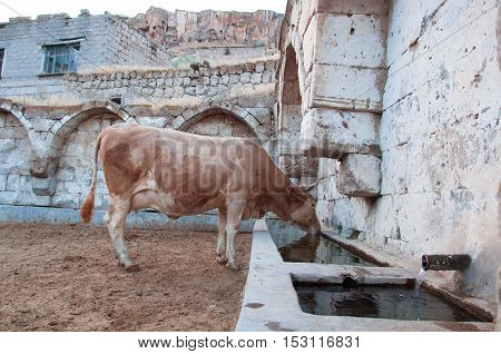 Cow drinking water from the village fountain