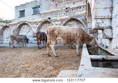 Cow drinking water from the village fountain