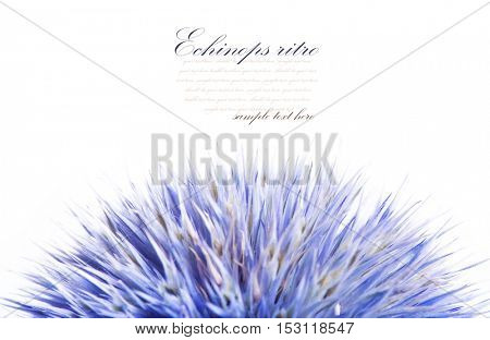 Echinops ritro isolated on white background.
