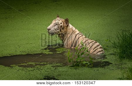 A White tiger submerged in the waters of a swamp at Sunderban tiger reserve.