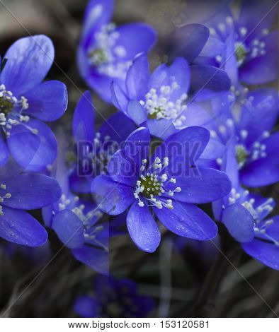some blue anemones, liverleaves or hepatica nobili