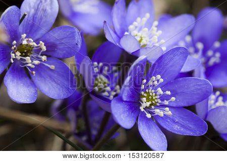 blue anemones or liverleaf (hepatica nobili )