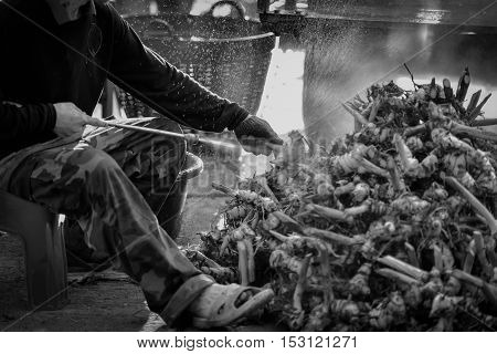 Galangal clean food, farmers with high-pressure cleaning.