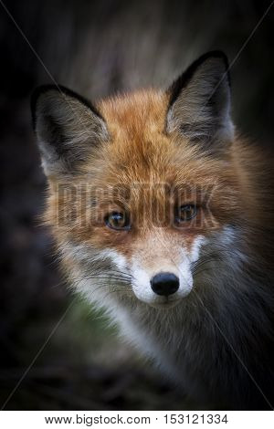 the head of a european red fox